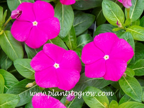 Deep Orchid Pacifica Madagascar Periwinkle